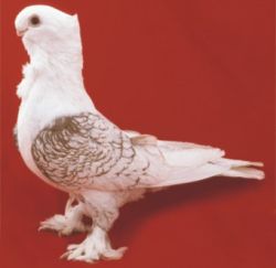 MEWKA ORIENTALNA8